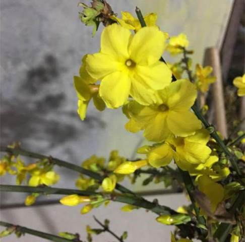 怎么样迎春花,如何欣赏与养护迎春花