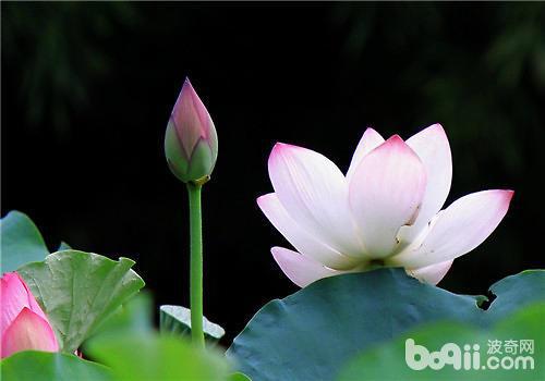 荷花如何种植,从种子处理到养护技巧
