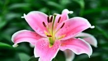 香水百合多久浇一次水,掌握最佳浇水量,让百合绽放美丽