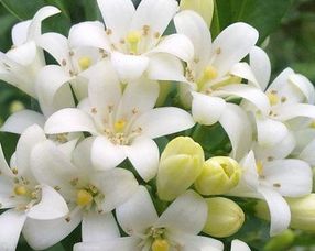 夜来香花怎么种,培育夜色中的迷人芬芳