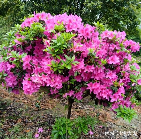 春鹃是什么花,春日里的花中精灵