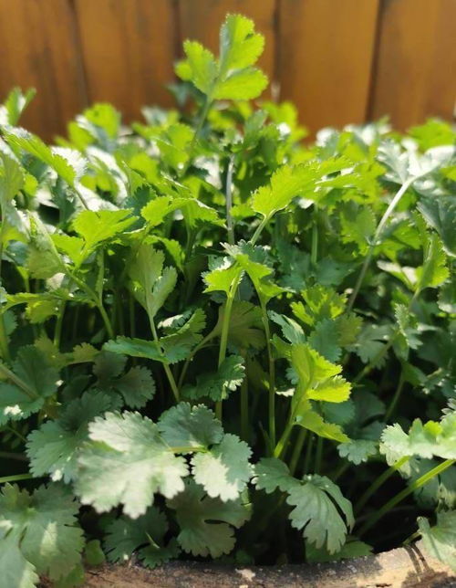 阳台怎么样香菜