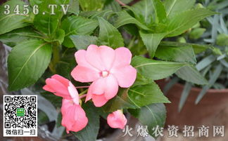 凤仙花怎么种植方法,轻松掌握种植技巧