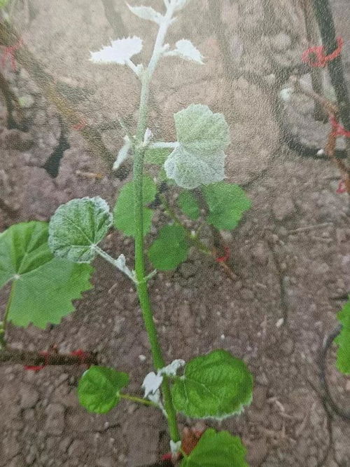 玫瑰虫害怎么处理,有效应对病虫害的实用方法