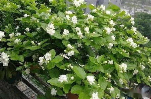 北方冬季如何养茉莉,温暖过冬，花开满园