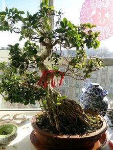 鱼缸里的榕树怎么养