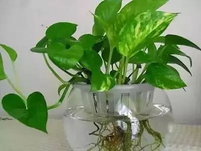 水养植物有哪些,水培植物的多样性与养护技巧解析