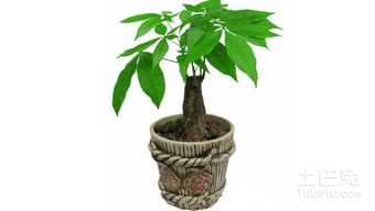 如何养好发财树,发财树养护全攻略
