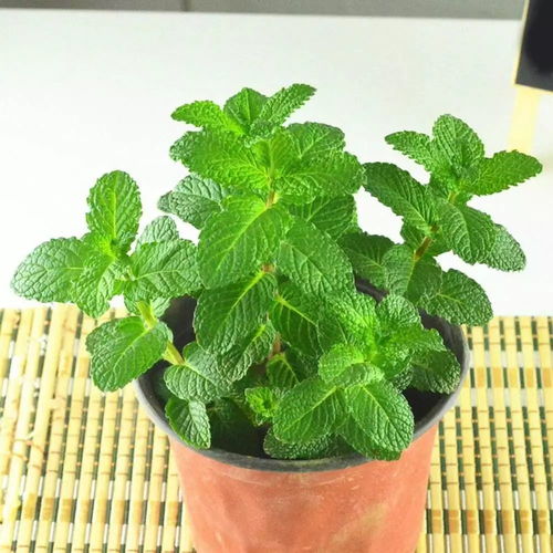 薄荷植物怎么养,轻松培育健康绿植