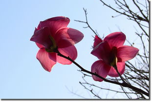 紫玉兰长什么样,花中仙子,春日里的优雅使者