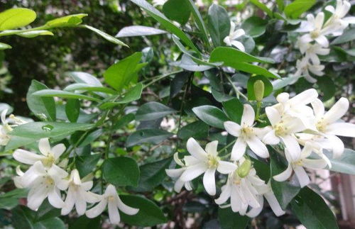 夜来香花怎么种,培育夜色中的迷人芬芳