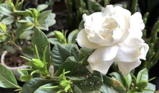 家里为什么不能养栀子花,为何家中不宜种植栀子花?”