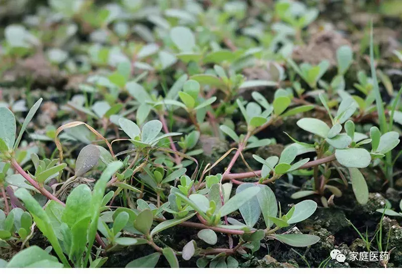 清火降火的蔬菜排名(5种蔬果“清热降火”)