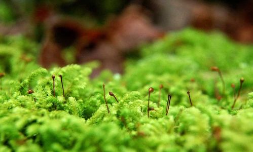 什么为苔藓植物,苔藓植物的生态特征与生物学研究概述