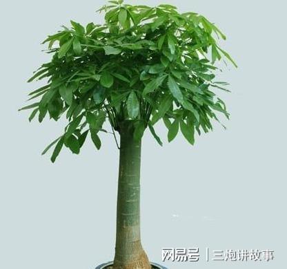 发财树上盆后多久浇水,从上盆到浇水的最佳时机