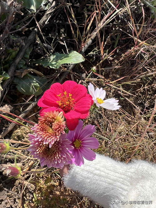 冬天生长的花有哪些,盘点冬季盛开的花卉品种