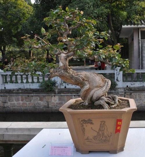 盆景树桩什么形状好,树桩形状的审美奥秘