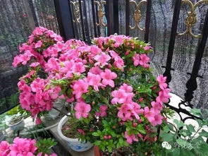 春鹃为什么不开花,探寻不开花之谜