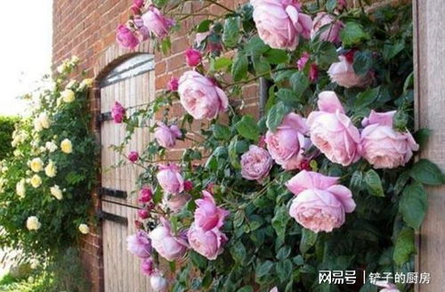 藤本月季怎么挑,打造美丽花墙的秘诀