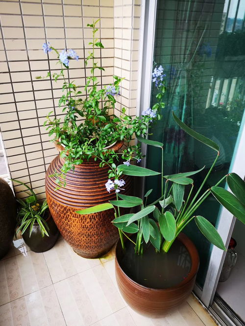 广东适合养什么花,适应当地气候的美丽花卉推荐