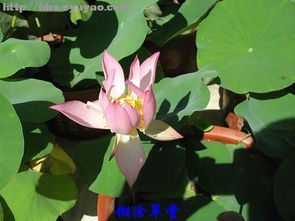 太阳没是什么花,揭秘神秘花语背后的传说与寓意