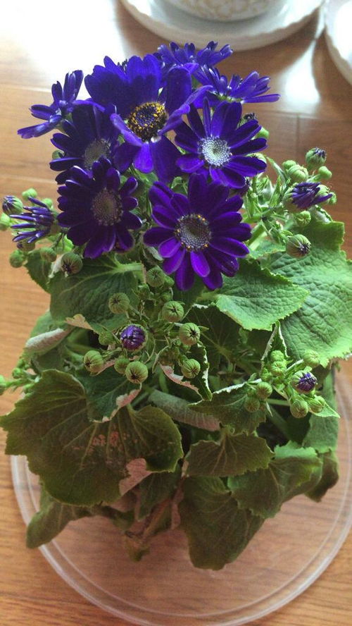 花焉了怎么办,花焉了？拯救植物生命的应急指南