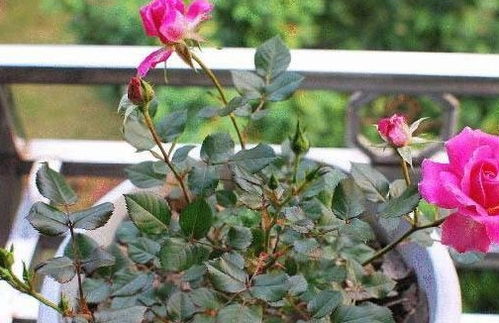 病虫害多的花有哪些,常见病虫害困扰的花卉品种盘点