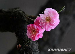 三梅花是什么品种,揭秘其独特品种与魅力