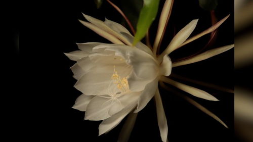 昙花一现是什么花,神秘夜晚绽放的美丽奇花