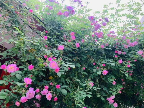 蔷薇花什么时候开花,揭秘蔷薇花开的美丽时刻