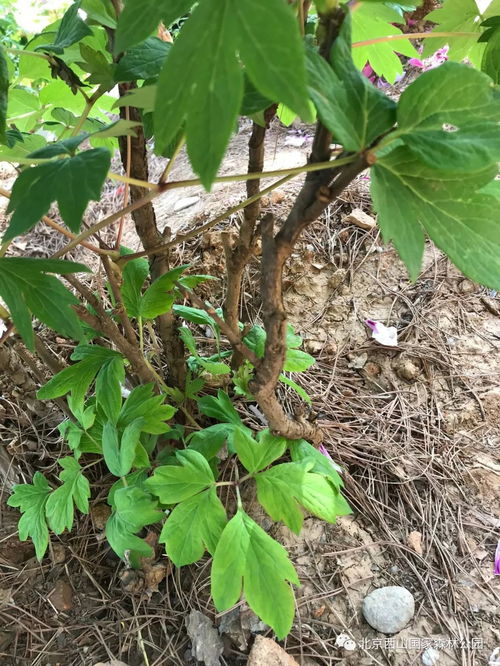 荔枝草怎么区分,荔枝草品种识别与区分指南