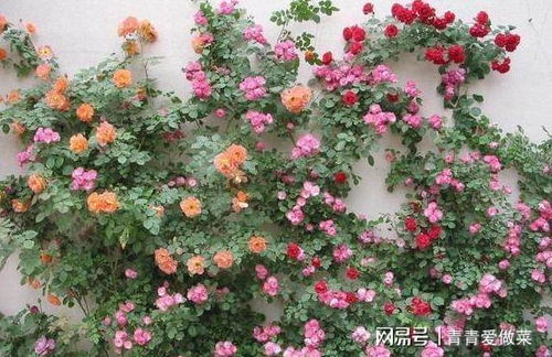 藤本月季怎么挑,打造美丽花墙的秘诀