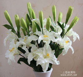 百合花怎么浇水,掌握最佳浇水量，让花朵绽放光彩