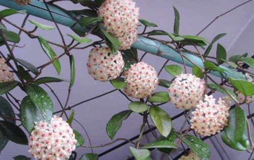 球兰怎么养才能开花,养护攻略助您繁花似锦