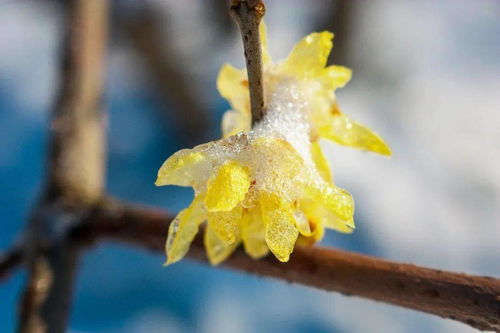 种植梅花怎么赚钱,绿色致富新途径