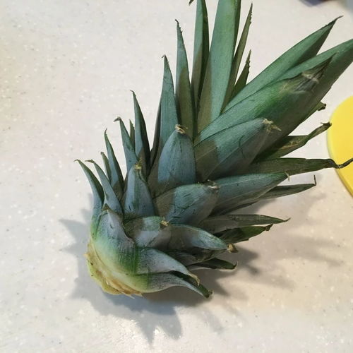 如何养菠萝的头,从种植到收获的全程指导