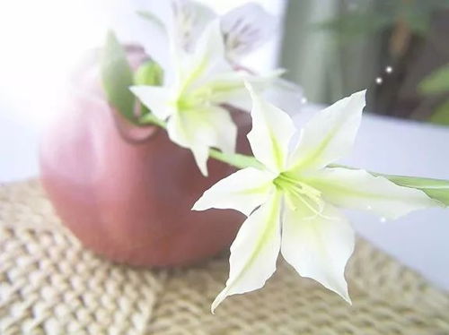 百合花水养多久换一次水,掌握换水时间，让花朵绽放更久