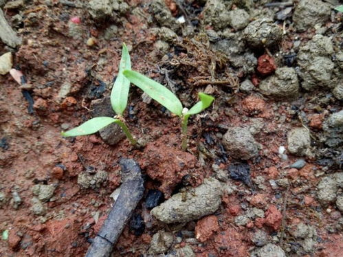 春天种辣椒怎么发芽,辣椒播种发芽指南
