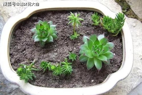 观音莲怎么移栽,观音莲移栽技巧全解析