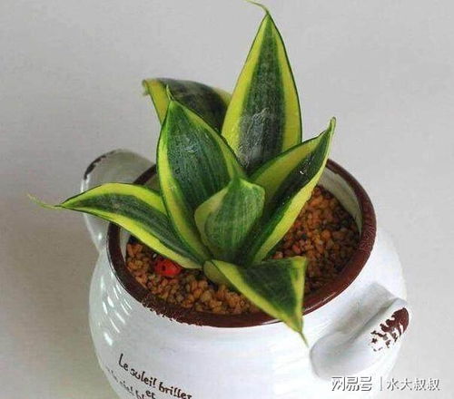 什么是虎皮兰爆盆,如何轻松实现植物繁茂生长