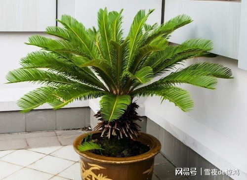 如何养铁树盆景,打造独特家居绿意