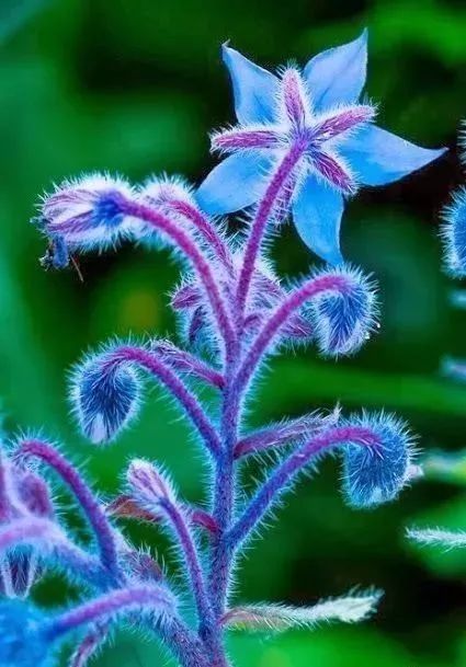紫星光多久开一次花,探寻神秘花期的神秘之旅