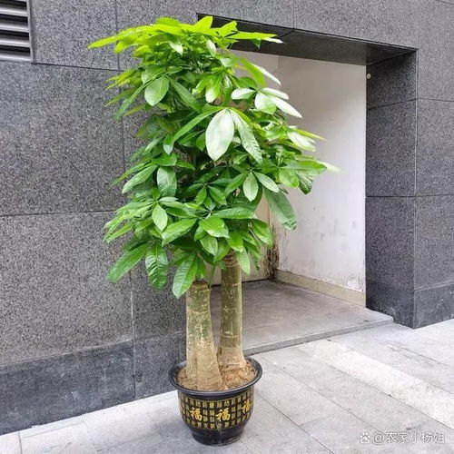 如何养好发财树,发财树养护全攻略