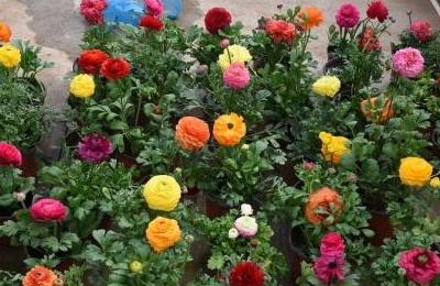 芹叶牡丹怎么养法,芹叶牡丹养护攻略