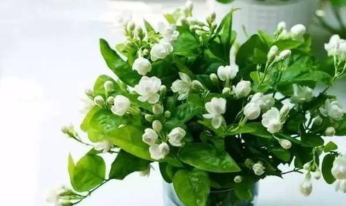 北方冬季如何养茉莉,温暖过冬,花开满园