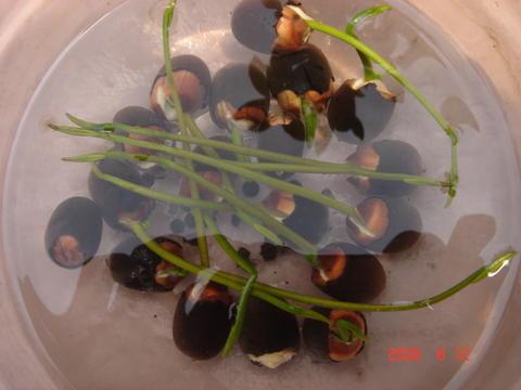 荷花籽做什么好吃,解锁夏日清新美味新选择