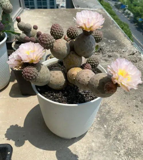 仙人球小球怎么种,轻松培育美丽多肉植物