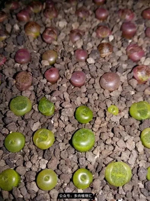 生石花要用什么肥,揭秘最佳肥料选择