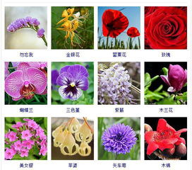春季有哪些花,春季花卉盛开的美丽画卷