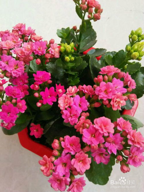 长寿花长什么样,翠绿叶片与鲜艳花朵的完美融合